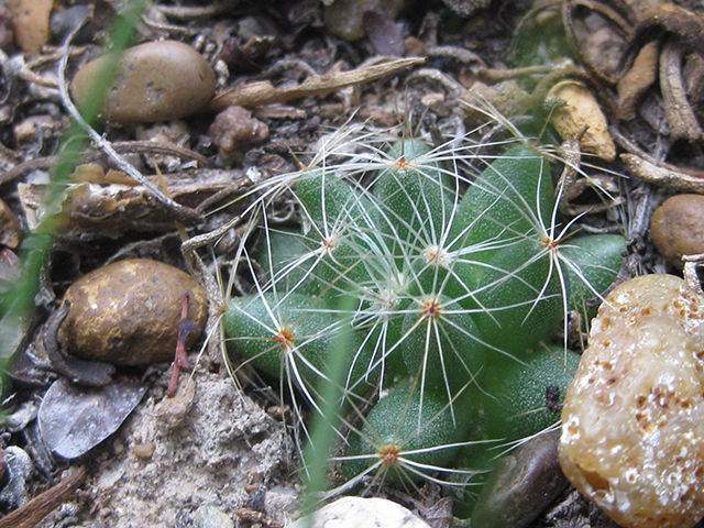 Mammillaria sphaerica (Longmamma nipple cactus) #76746