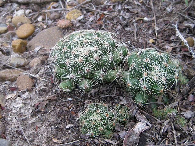 Mammillaria sphaerica (Longmamma nipple cactus) #76747