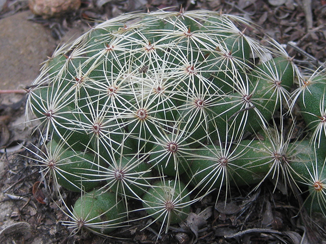 Mammillaria sphaerica (Longmamma nipple cactus) #76748