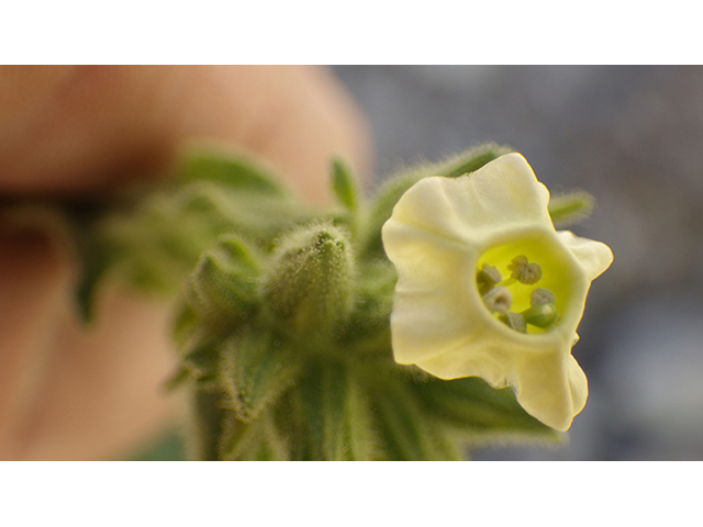 Nicotiana obtusifolia var. obtusifolia (Desert tobacco) #76756