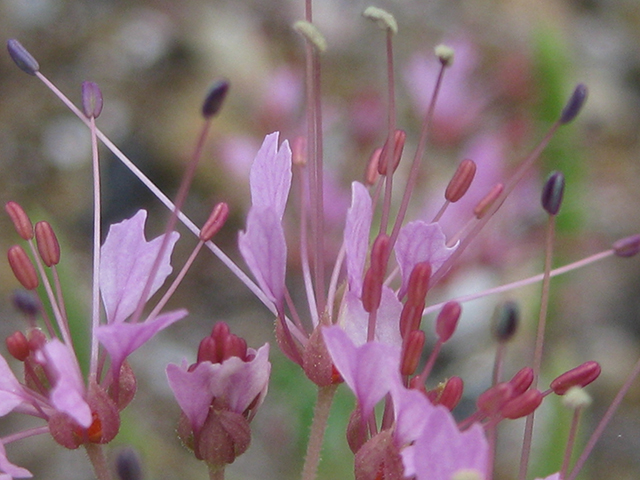 Polanisia dodecandra ssp. riograndensis (Rio grande clammyweed) #76784