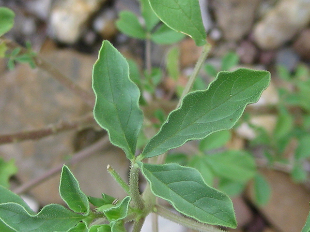 Polanisia dodecandra ssp. riograndensis (Rio grande clammyweed) #76785