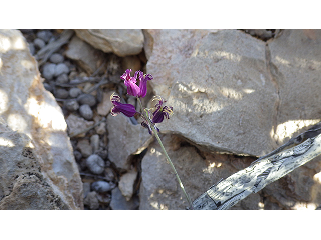 Streptanthus carinatus (Lyreleaf jewelflower) #76816