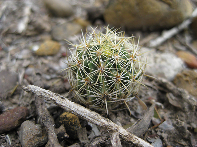 Thelocactus setispinus (Miniature barrel cactus) #76873