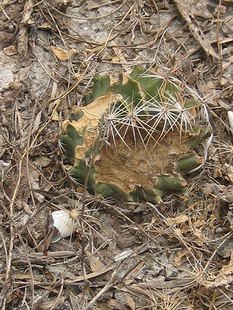 Thelocactus setispinus (Miniature barrel cactus) #76876