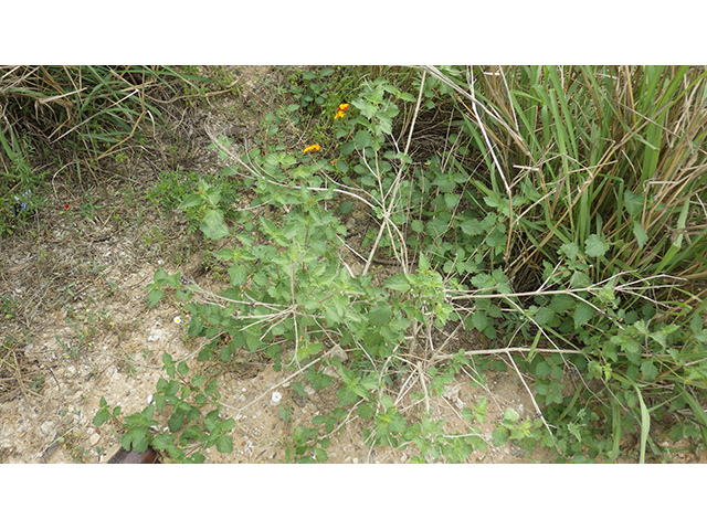 Lantana urticoides (Texas lantana) #76984