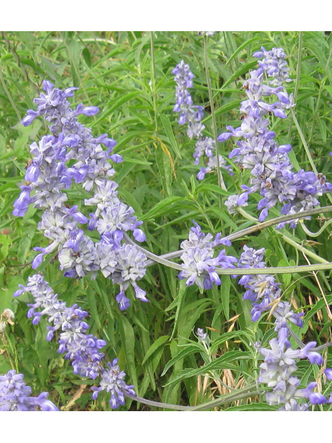 Salvia farinacea (Mealy blue sage) #31155