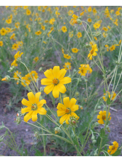 Engelmannia peristenia (Engelmann's daisy) #31160