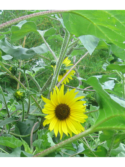 Helianthus annuus (Common sunflower) #31174