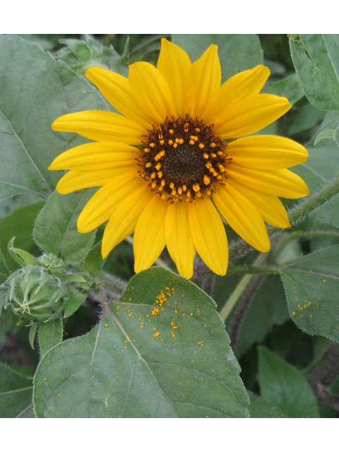 Helianthus annuus (Common sunflower) #31176