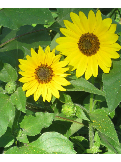 Helianthus annuus (Common sunflower) #31210