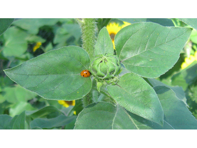 Helianthus annuus (Common sunflower) #31211