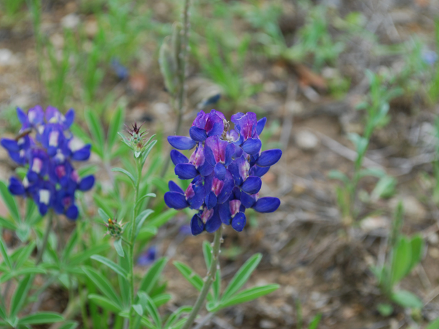 Lupinus texensis (Texas bluebonnet) #28577