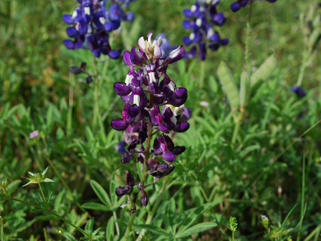 Lupinus texensis (Texas bluebonnet) #28585