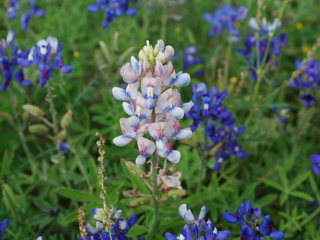 Lupinus texensis (Texas bluebonnet) #28591