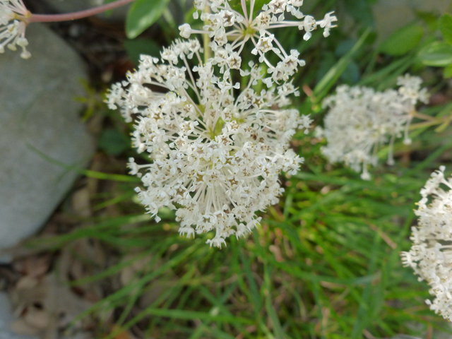 Ceanothus herbaceus (Prairie redroot) #31116