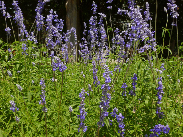 Salvia farinacea (Mealy blue sage) #31909