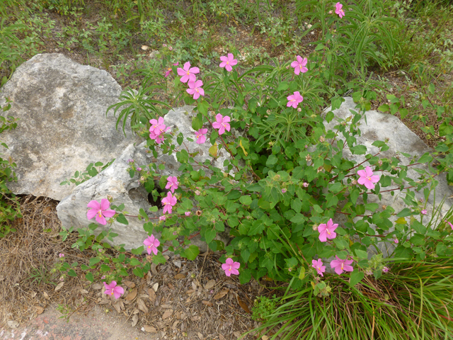 Pavonia lasiopetala (Rock rose) #31927