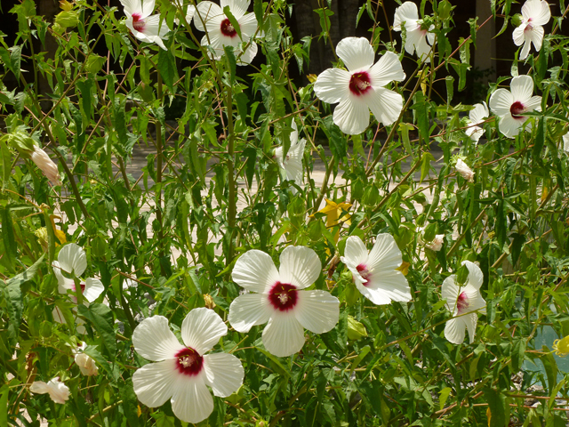 Hibiscus laevis (Halberdleaf rosemallow) #31950