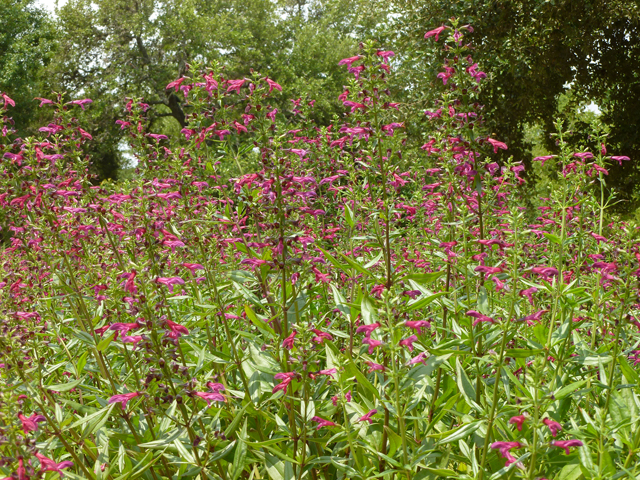 Salvia pentstemonoides (Big red sage) #31951