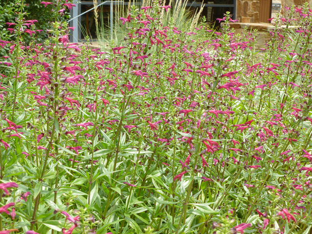 Salvia pentstemonoides (Big red sage) #31953