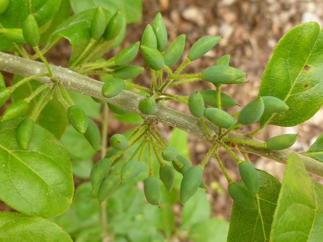 Forestiera pubescens var. pubescens (Stretchberry) #38882