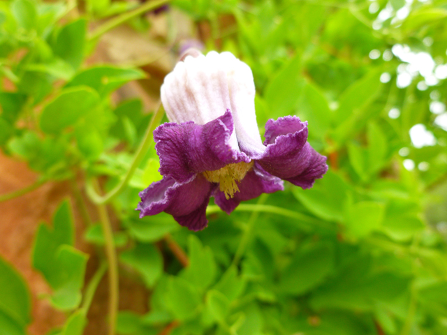 Clematis pitcheri (Purple leatherflower) #38904