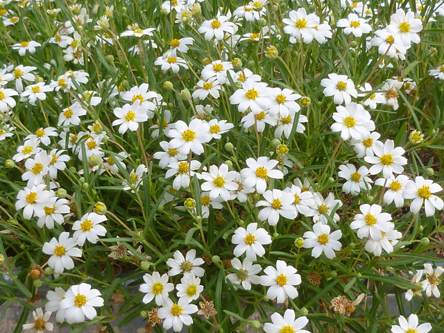 Melampodium leucanthum (Blackfoot daisy) #38948