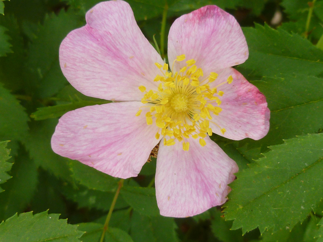 Rosa foliolosa (White prairie rose) #41657