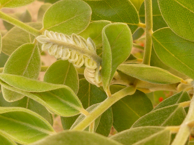 Sophora tomentosa (Yellow necklacepod) #41686
