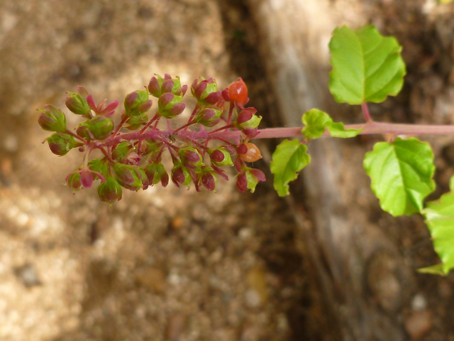 Rivina humilis (Pigeonberry) #41745