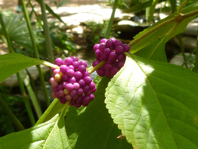 Callicarpa americana (American beautyberry ) #41751