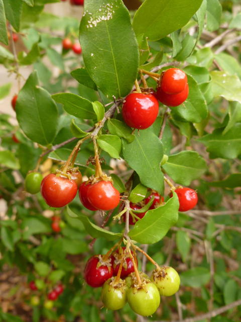 Malpighia glabra (Barbados cherry) #41771