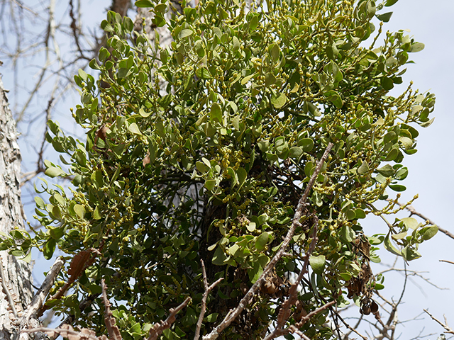 Phoradendron tomentosum (Christmas mistletoe) #89704