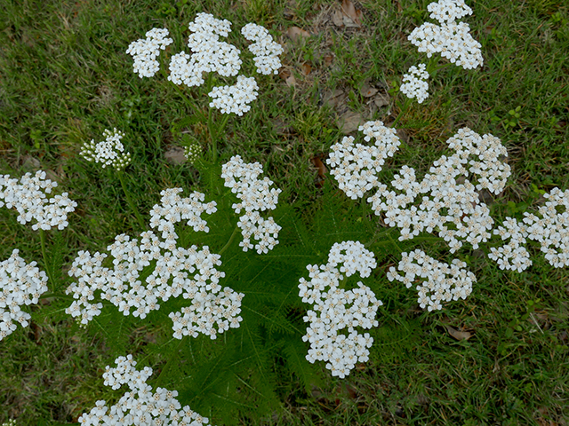 Achillea millefolium (Common yarrow) #89710