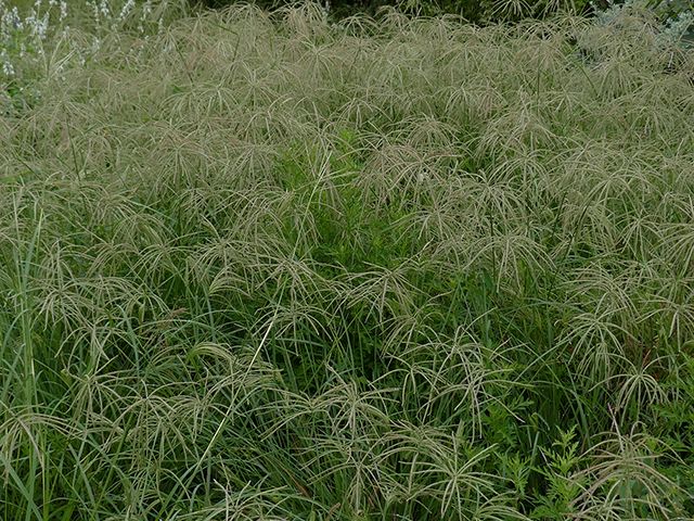 Chloris verticillata (Tumble windmill grass) #89808