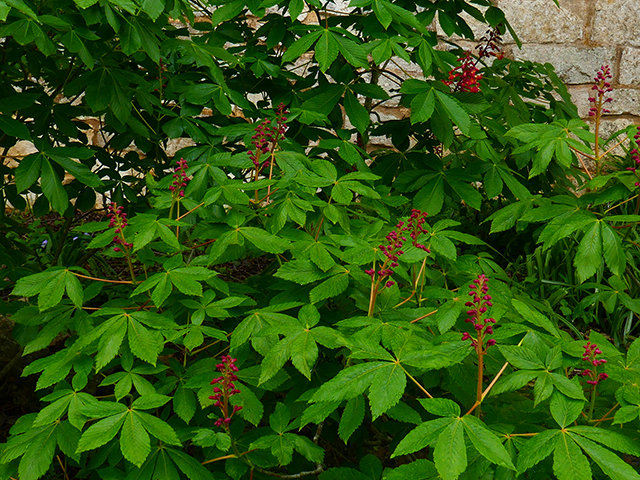 Aesculus pavia (Red buckeye) #89873