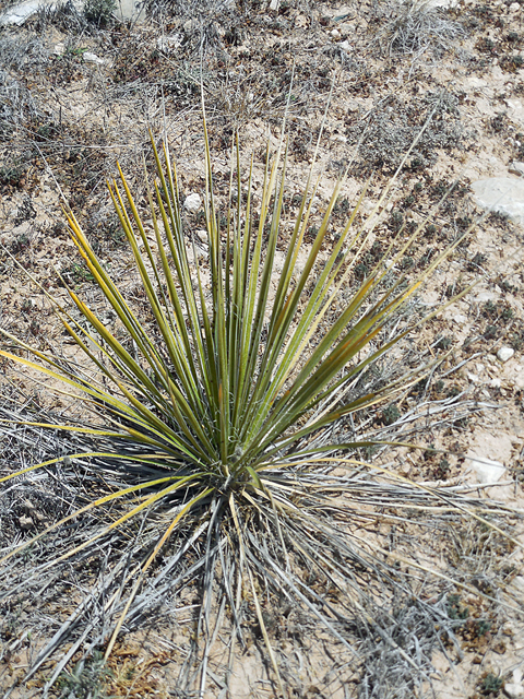 Yucca reverchonii (San angelo yucca) #35298