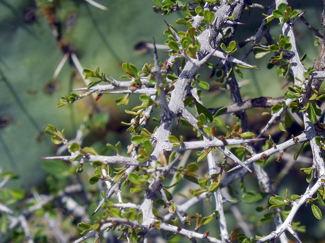 Condalia viridis (Green snakewood) #36218
