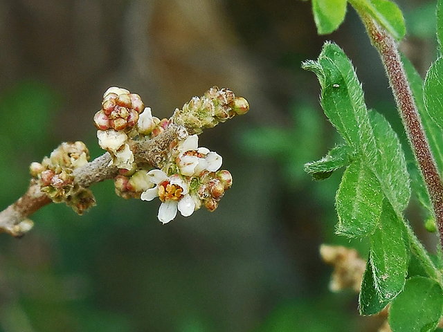 Rhus microphylla (Littleleaf sumac) #44262