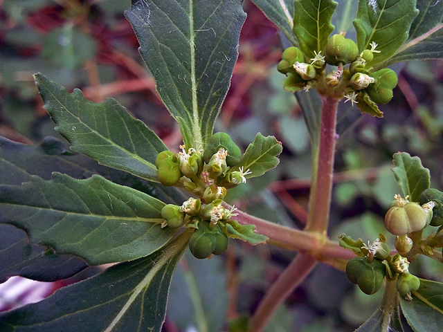 Euphorbia dentata (Toothed spurge) #44278