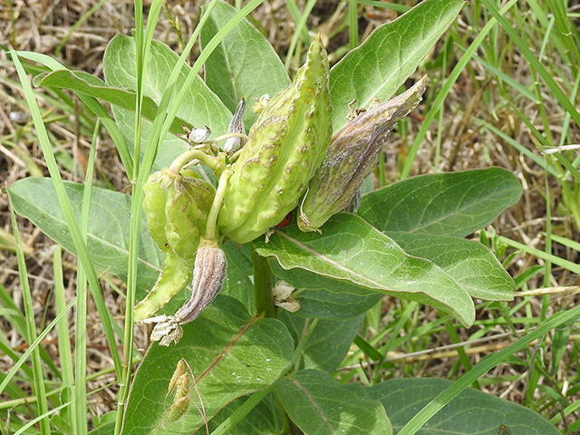 Asclepias viridis (Green milkweed) #87766