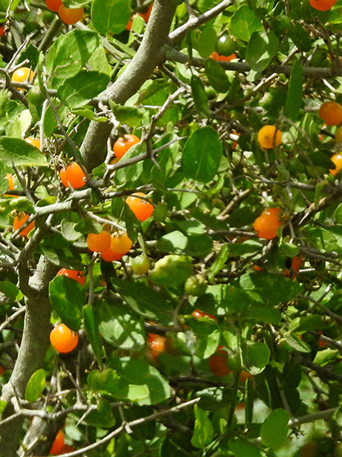 Celtis ehrenbergiana (Desert hackberry) #87819