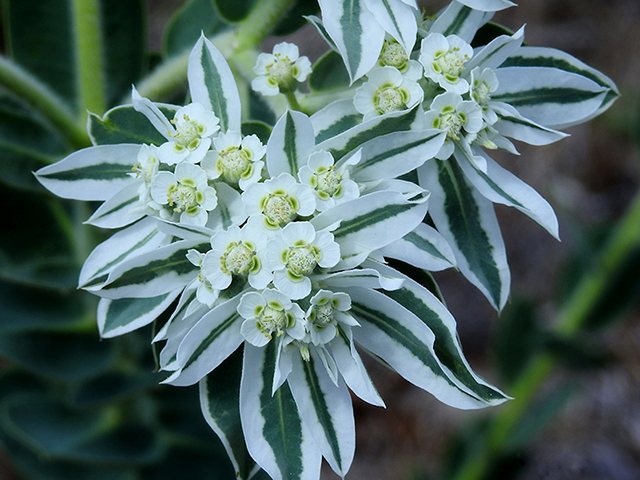 Euphorbia marginata (Snow on the mountain) #87844