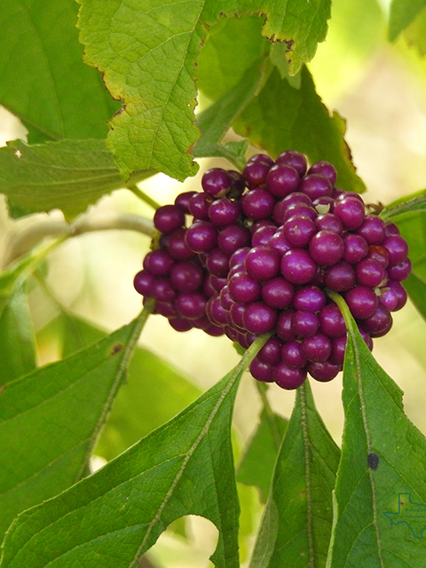 Callicarpa americana (American beautyberry ) #88049