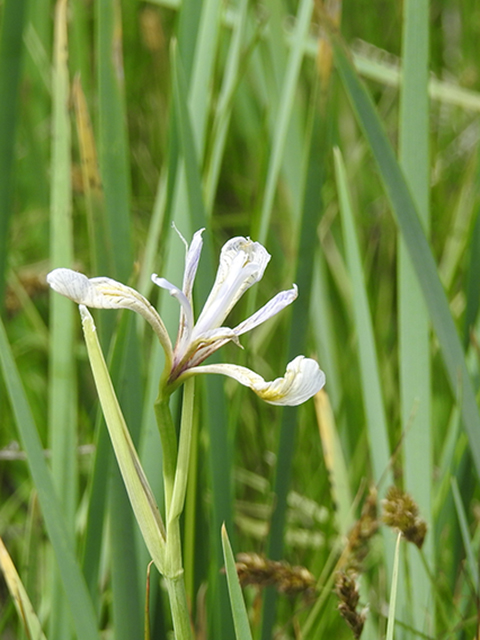 Iris missouriensis (Rocky mountain iris) #88141