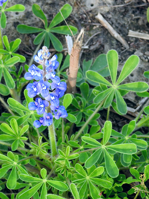 Lupinus subcarnosus (Texas bluebonnet) #88152