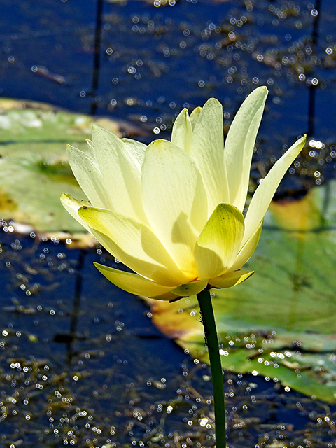 Nelumbo lutea (American lotus) #88189
