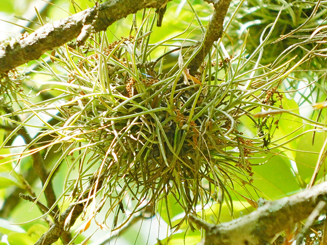 Tillandsia recurvata (Small ball moss) #88194