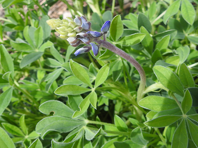 Lupinus texensis (Texas bluebonnet) #88233
